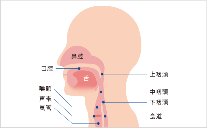 口腔内のイラスト